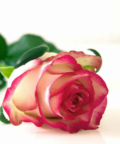 Pink and white rose with green leaves on white background