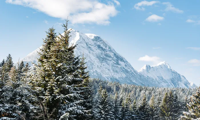 Snow-covered pine forest with alpine mountains under blue winter sky
