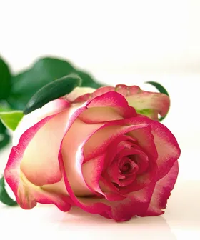 Pink and white rose with green leaves on white background