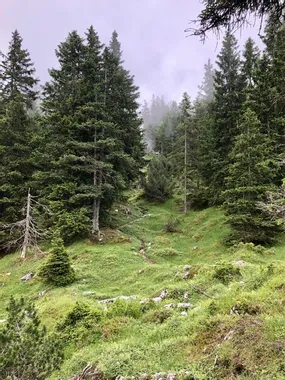 Mountain forest trail winding through dense green pine trees in misty weather