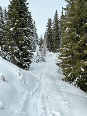 Snow-covered forest trail with ski tracks and animal footprints in winter landscape