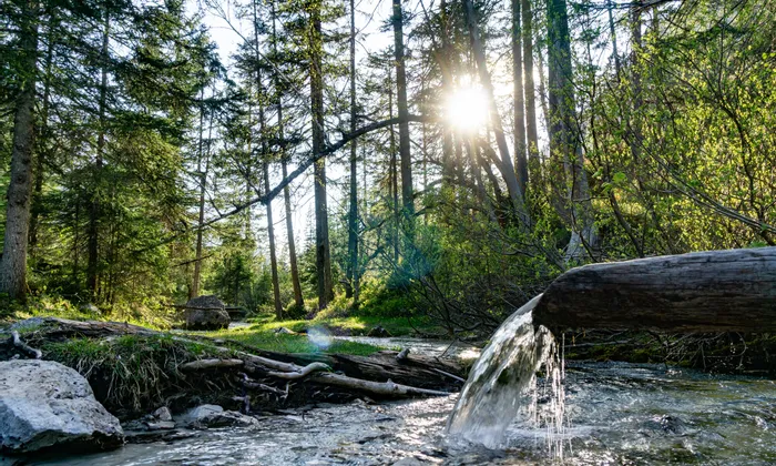 Sunlight through forest trees with clear stream and wooden spout pouring water