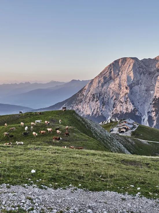 Cows grazing on a green alpine meadow with mountain hut and rugged peaks in the background