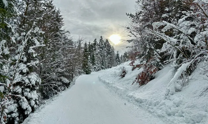 Snow-covered forest trail with tall trees and winter sun behind clouds