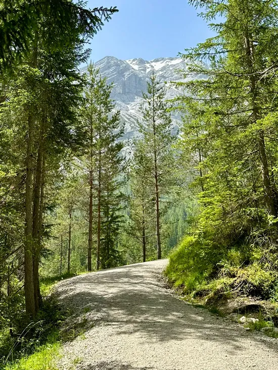 Gravel hiking trail winding through pine forest with mountain view in the Alps