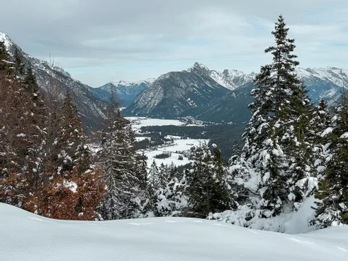 Verschneite Kiefern mit Blick auf winterliches Alpental und Bergkette